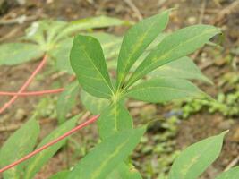 The stems, stalks and leaves of cassava with the Latin name Manihot Esculenta grow in tropical areas photo