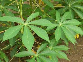 The stems, stalks and leaves of cassava with the Latin name Manihot Esculenta grow in tropical areas photo