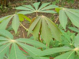 The stems, stalks and leaves of cassava with the Latin name Manihot Esculenta grow in tropical areas photo