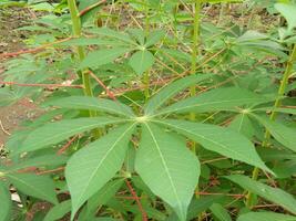 The stems, stalks and leaves of cassava with the Latin name Manihot Esculenta grow in tropical areas photo