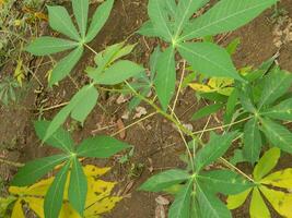 The stems, stalks and leaves of cassava with the Latin name Manihot Esculenta grow in tropical areas photo