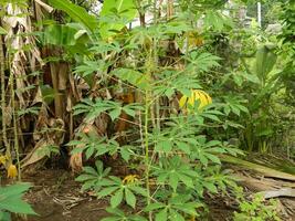 The stems, stalks and leaves of cassava with the Latin name Manihot Esculenta grow in tropical areas photo