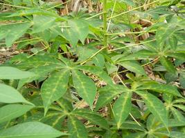 The stems, stalks and leaves of cassava with the Latin name Manihot Esculenta grow in tropical areas photo