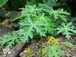 Original photo of the leaves of the Papaya plant which has the Latin name Carica Papaya L which grows in tropical areas