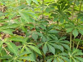 The stems, stalks and leaves of cassava with the Latin name Manihot Esculenta grow in tropical areas photo