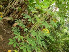 el tallos, tallos y hojas de mandioca con el latín nombre manihot esculenta crecer en tropical areas foto