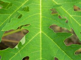 Original photo of the leaves of the Papaya plant which has the Latin name Carica Papaya L which grows in tropical areas