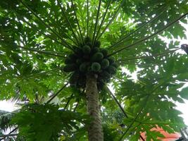 Original photo of the leaves of the Papaya plant which has the Latin name Carica Papaya L which grows in tropical areas