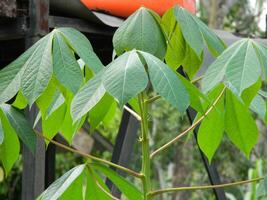 el tallos, tallos y hojas de mandioca con el latín nombre manihot esculenta crecer en tropical areas foto