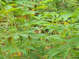 The stems, stalks and leaves of cassava with the Latin name Manihot Esculenta grow in tropical areas photo