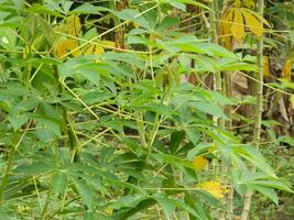 The stems, stalks and leaves of cassava with the Latin name Manihot Esculenta grow in tropical areas photo