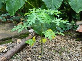 Original photo of the leaves of the Papaya plant which has the Latin name Carica Papaya L which grows in tropical areas