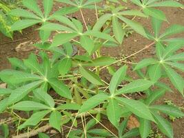 The stems, stalks and leaves of cassava with the Latin name Manihot Esculenta grow in tropical areas photo