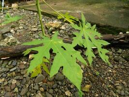 Original photo of the leaves of the Papaya plant which has the Latin name Carica Papaya L which grows in tropical areas