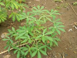 The stems, stalks and leaves of cassava with the Latin name Manihot Esculenta grow in tropical areas photo