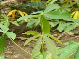 The stems, stalks and leaves of cassava with the Latin name Manihot Esculenta grow in tropical areas photo