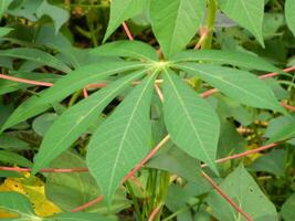 The stems, stalks and leaves of cassava with the Latin name Manihot Esculenta grow in tropical areas photo