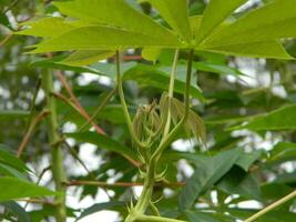 el tallos, tallos y hojas de mandioca con el latín nombre manihot esculenta crecer en tropical areas foto