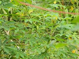 The stems, stalks and leaves of cassava with the Latin name Manihot Esculenta grow in tropical areas photo