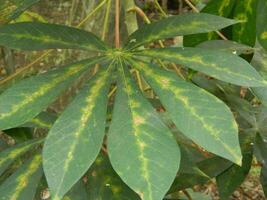 el tallos, tallos y hojas de mandioca con el latín nombre manihot esculenta crecer en tropical areas foto