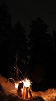 Fire flame in the dark forest photo