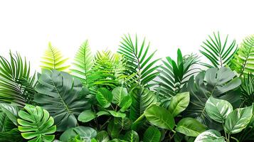 tropical leaves foliage plants flowers jungle bushes photo