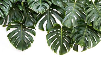 Tropical leaves hanging monsterra plant isolated on white background photo