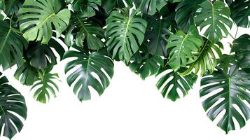 Tropical leaves hanging monsterra plant isolated on white background photo