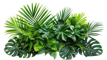 tropical leaves foliage plants flowers jungle bushes photo