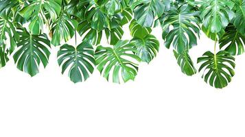 Tropical leaves hanging monsterra plant isolated on white background photo