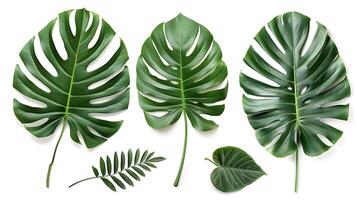 tropical hojas colgando Monsterra planta foto