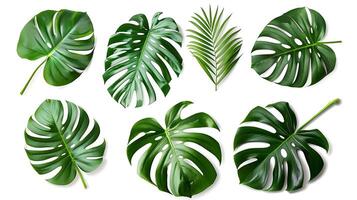 tropical leaves hanging monsterra plant photo