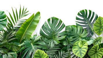 tropical leaves foliage plants flowers jungle bushes photo