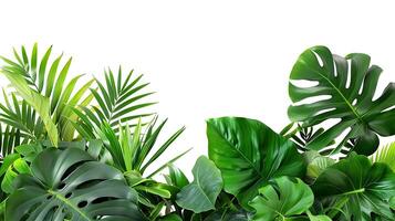 tropical leaves foliage plants flowers jungle bushes photo