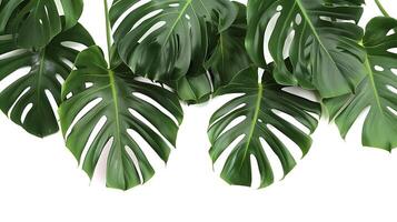 Tropical leaves hanging monsterra plant isolated on white background photo