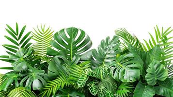 tropical leaves foliage plants flowers jungle bushes photo