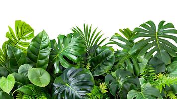 tropical leaves foliage plants flowers jungle bushes photo