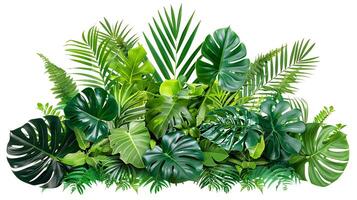 tropical leaves foliage plants flowers jungle bushes photo