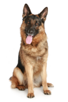 a german shepherd dog sitting on the floor with its tongue out png