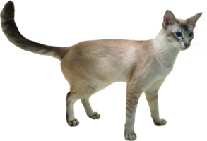 ein Siamese Katze Stehen auf ein transparent Hintergrund png