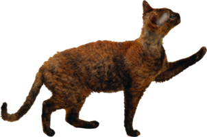 a cat standing on its hind legs, with its paws up png