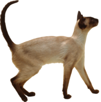 a siamese cat walking on a transparent background png