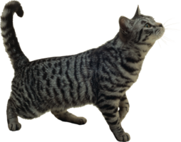 a cat is standing on its hind legs, looking up png