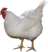 une blanc poulet permanent sur une transparent Contexte png