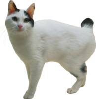 a white and black cat standing on a transparent background png