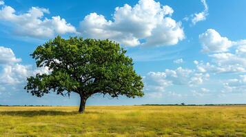 Lonely green oak tree in the field photo