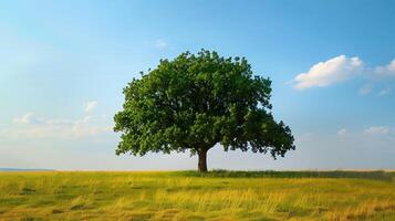 Lonely green oak tree in the field photo