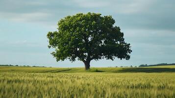 Lonely green oak tree in the field photo