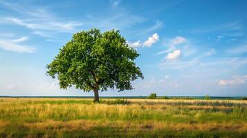 Lonely green oak tree in the field photo