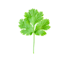 Top view of fresh green coriander or parsley leaf isolated with clipping path in file format png